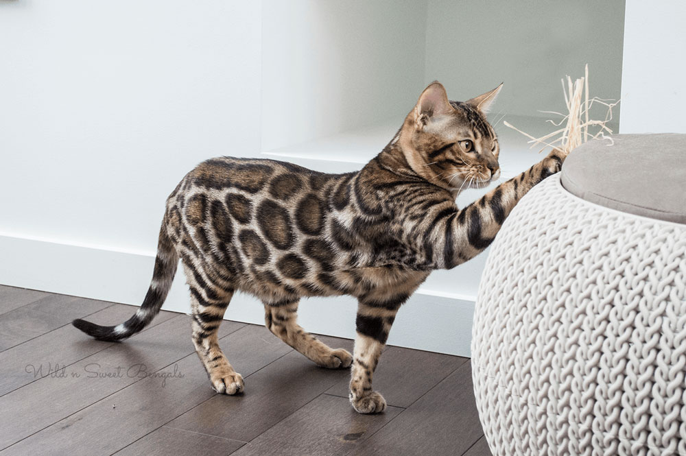 Bengal Cat 4